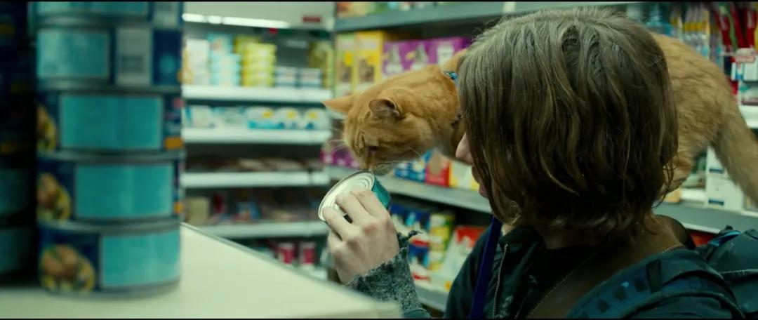 以为单身就可以自由,开始以为养猫是为了不孤单