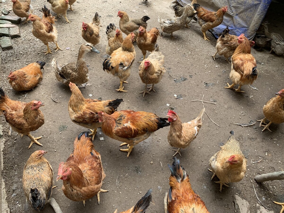 鸡感冒吃土霉素好还是阿莫西林,鸡感冒流鼻涕有咕噜声喂什么药