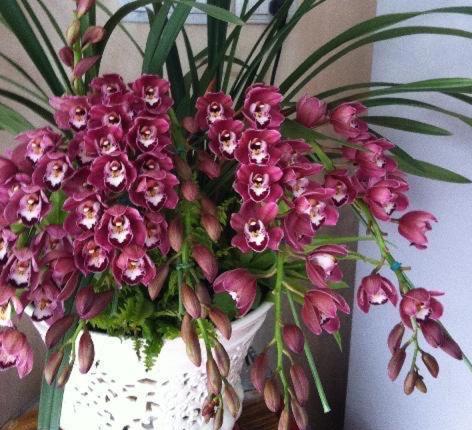 如何养殖大花蕙兰花苗,如何养殖大花蕙兰