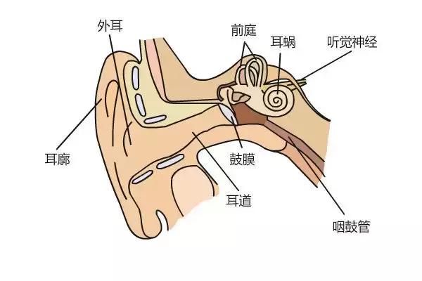 用棉签给宝宝掏耳朵,用棉签给宝宝清理外耳道