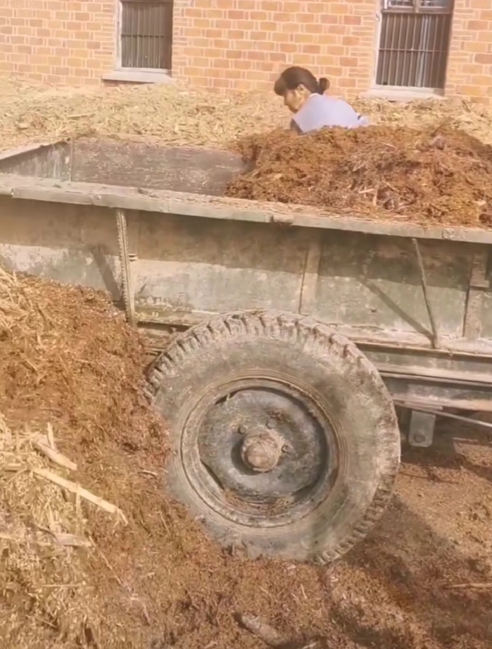 村民靠种植赤松茸致富,农村大姐种植16亩地赚钱吗