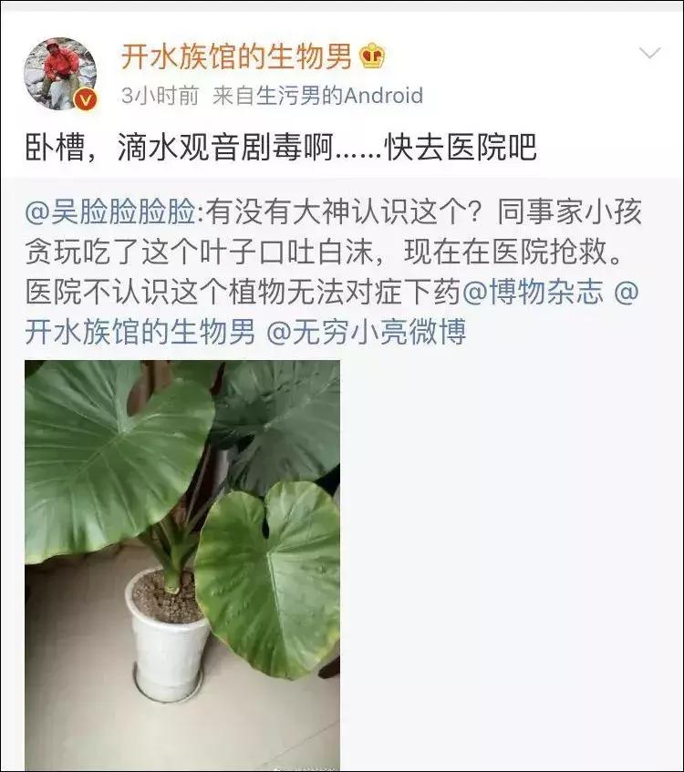 养花绿色液体儿童误食,小孩误食盆栽叶子