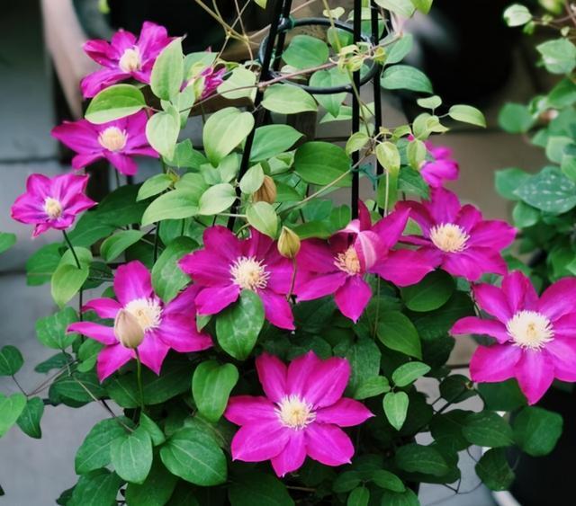 院子里可以种的爬藤花卉都有什么,10种爬藤花卉