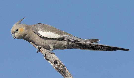 国外可以饲养的鹦鹉大全,澳洲养鹦鹉种类有哪些