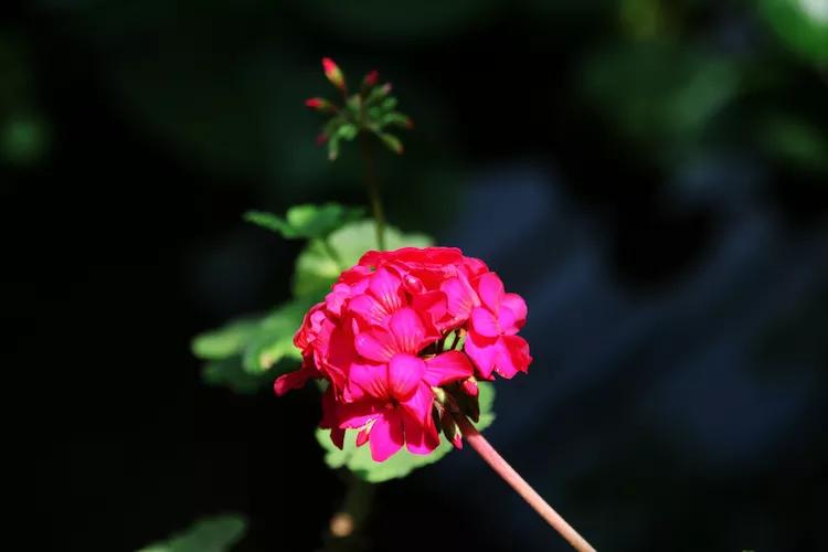 单反快速入门索尼,单反自动挡是哪个