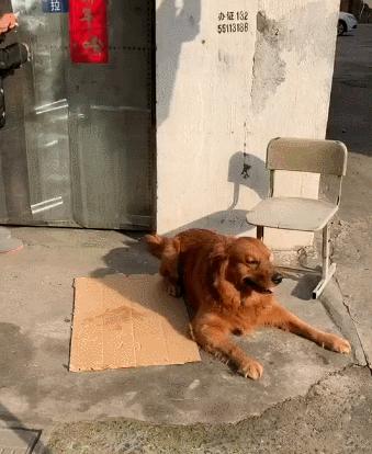 狗狗突然生病并且抽搐是怎么了,狗狗突然全身抽搐僵硬是什么原因