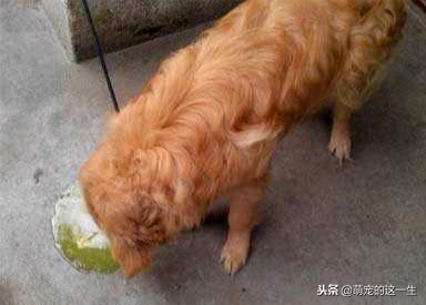 狗狗怎么判断健康状态,狗狗咋看健康