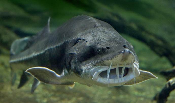 鲟鱼养殖基地,中国养殖鲟鱼