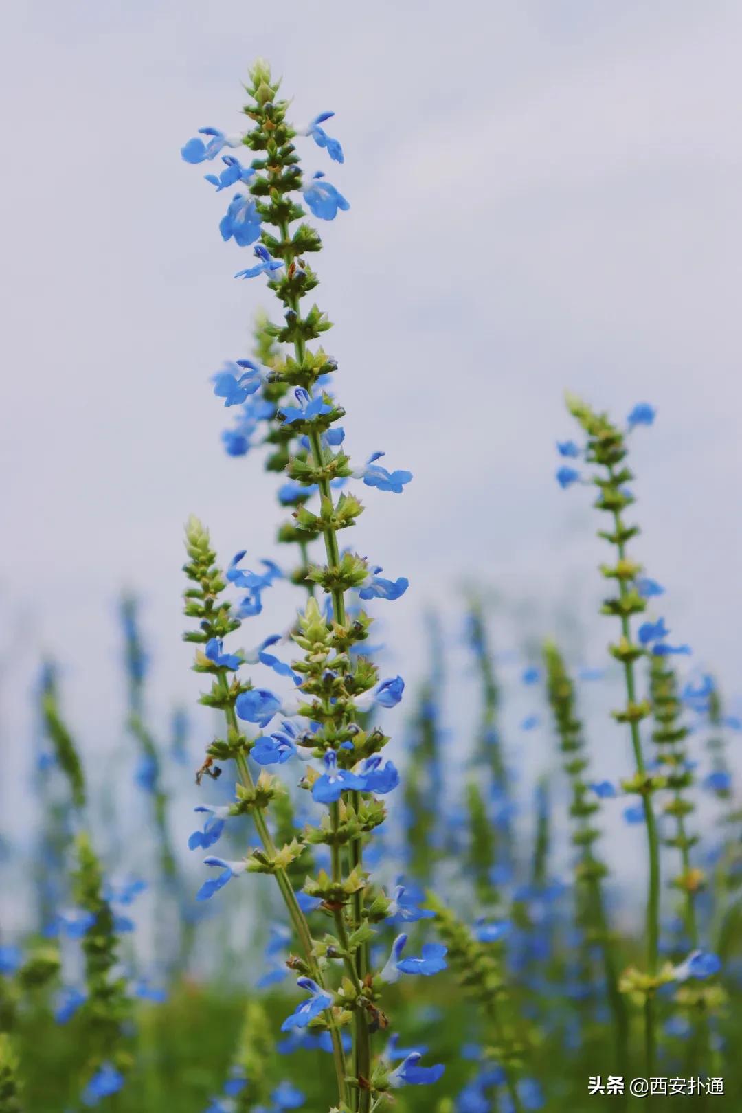 西安大草坪公园推荐,西安有大草坪的公园