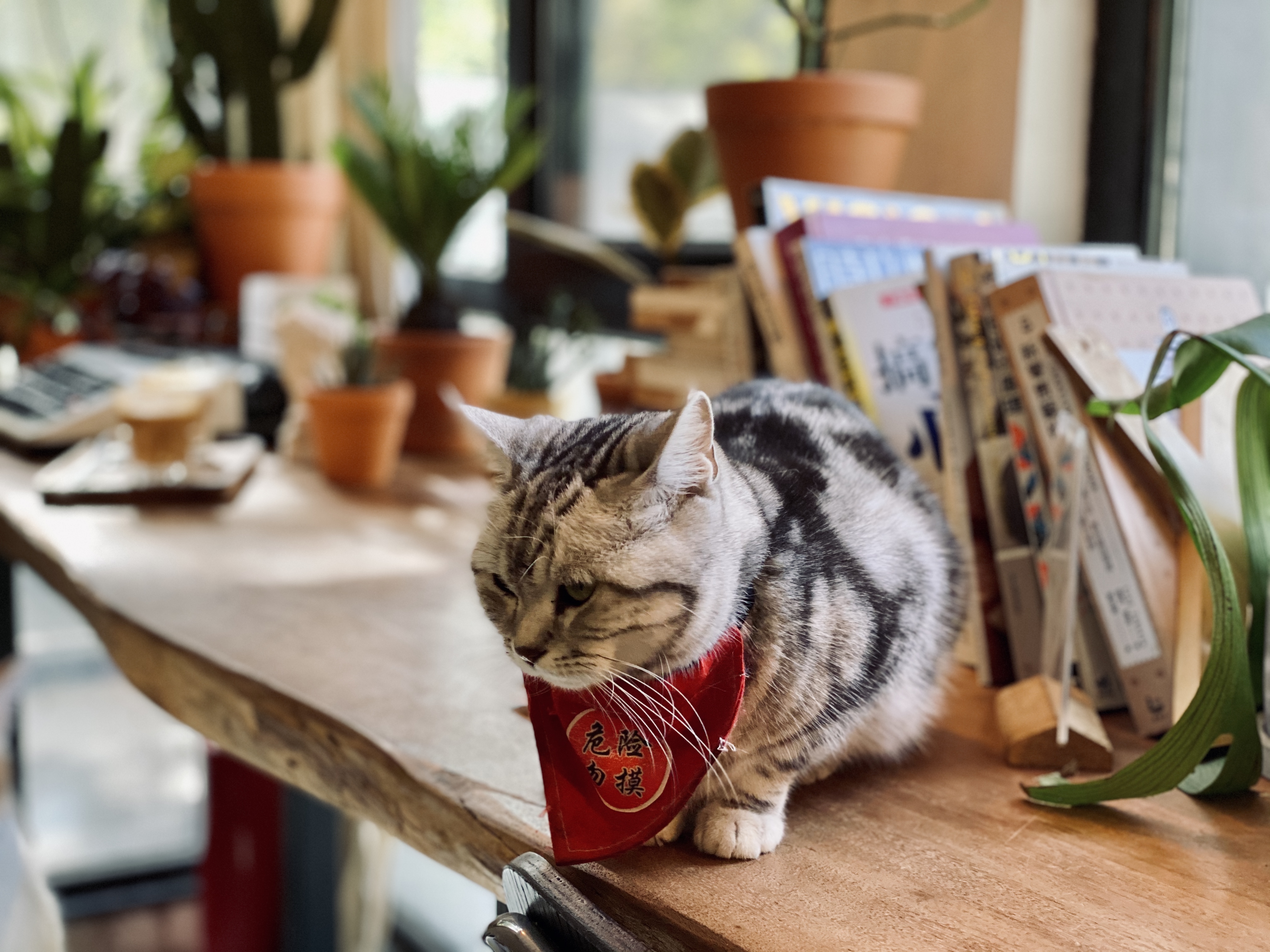 撸动物的网红店顺德,撸小动物的网红店北京世纪金源