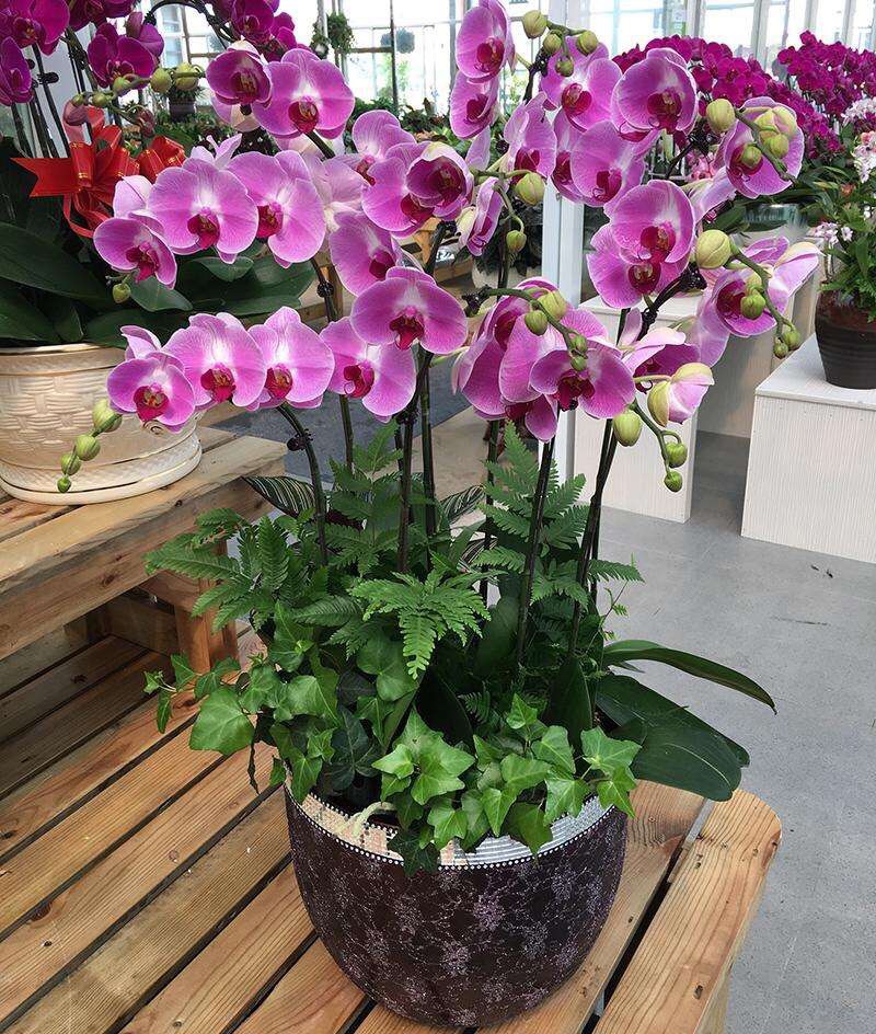 蝴蝶兰的根壮,蝴蝶兰的根壮但是前面根是黑色的