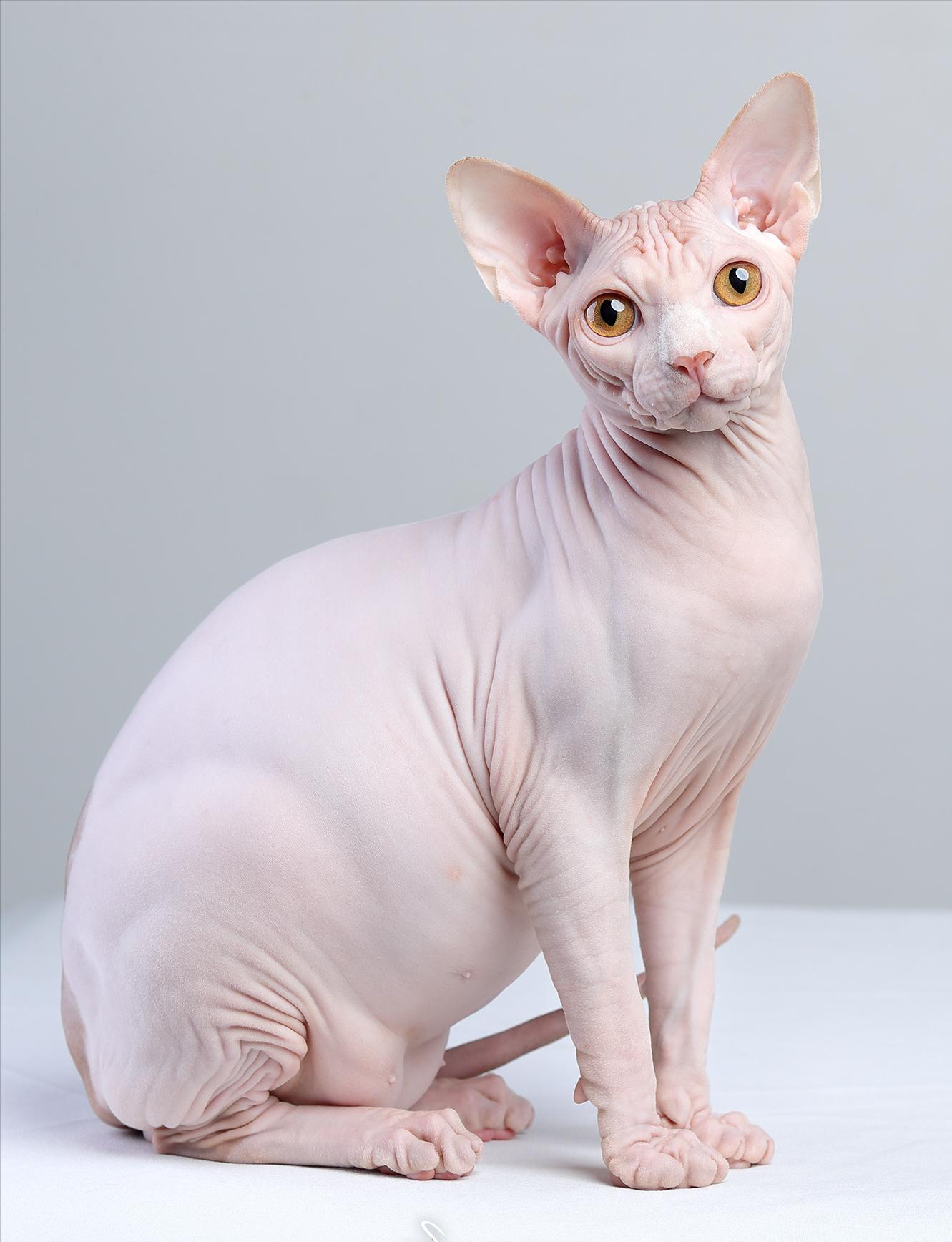 斯芬克斯无毛猫脖子起疙瘩,斯芬克斯无毛猫多少钱一只