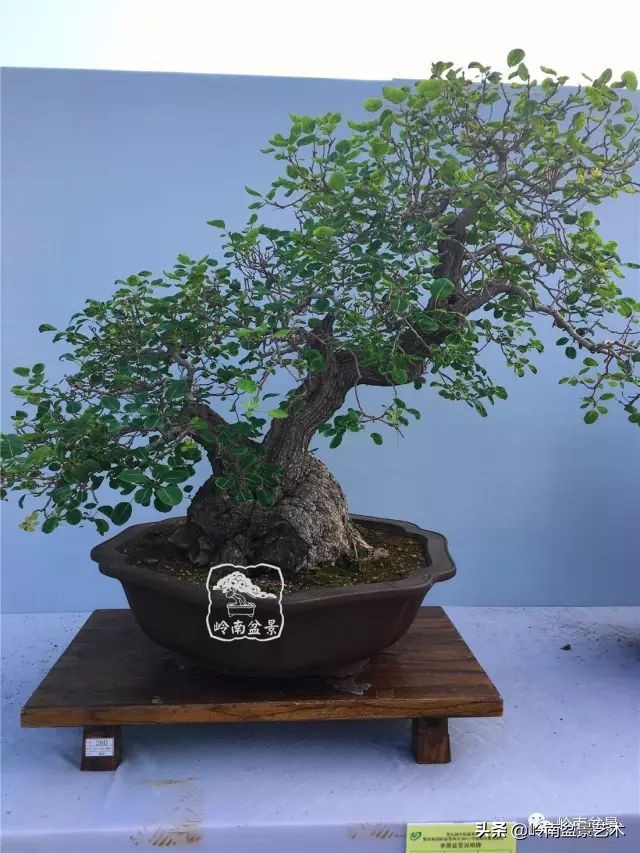 文人杂木盆景精品欣赏,可以做盆景的杂木图片大全