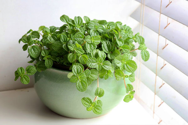 吸毒草开完花后如何打理,吸毒草叶子发黄怎么办