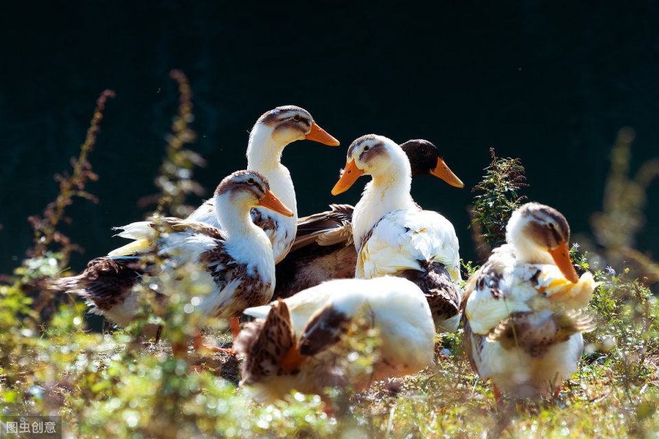 怎样让你的鸭子长的快，养鸭快速出栏的4大方法，简单又有效