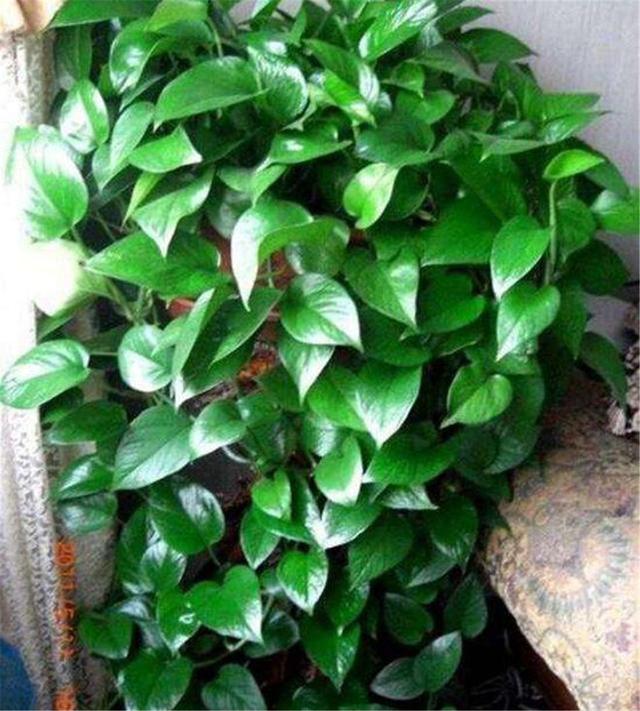 水养绿萝多久浇一次水才能好,绿萝能不能用阿司匹林片兑水浇水