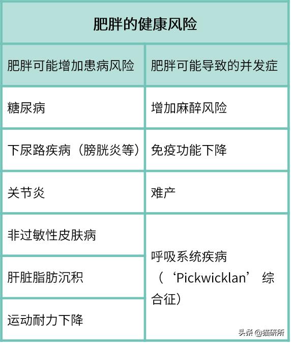 幼猫猫咪的体重多少才是正常体重,猫咪肥胖标准图