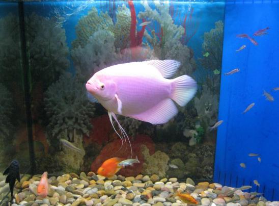 十大最好看的观赏鱼图片大全,十种最漂亮的观赏鱼图片