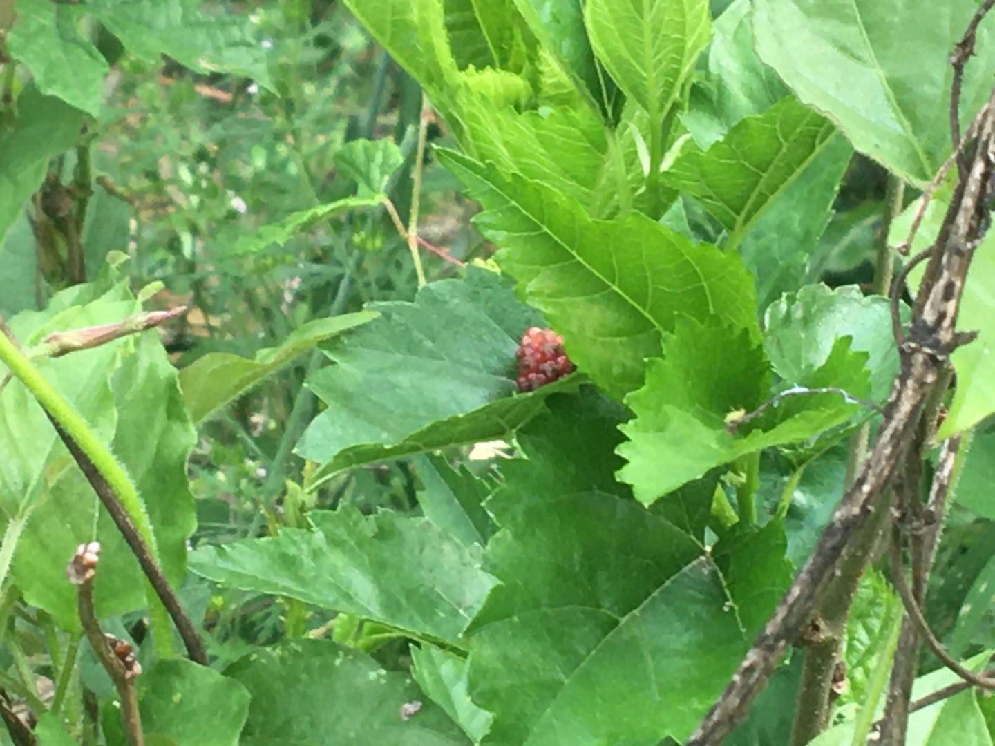 回农村做点什么赚钱,回农村种植什么赚钱