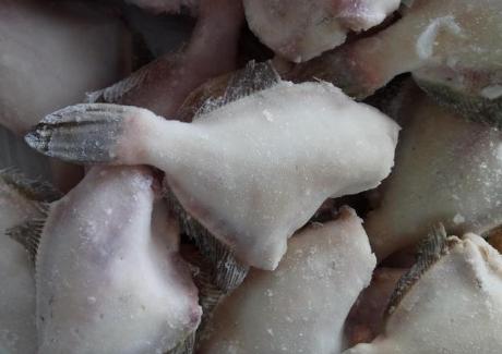 被误解的动物鱼,被误解的鱼