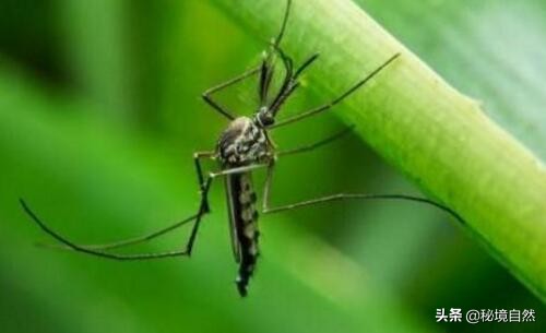 其实最毒的蚊子你被哪种蚊子咬过,被蚊子咬后如何判断是否是毒蚊子