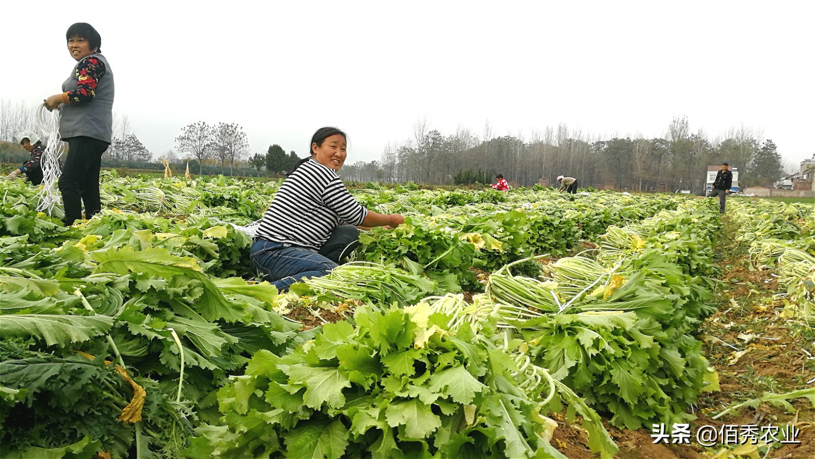 冬天不怕冻的蔬菜有哪些,南方冬天不怕冻的蔬菜