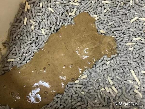 猫咪换粮拉稀能自己好吗,猫咪换粮拉稀会持续多久