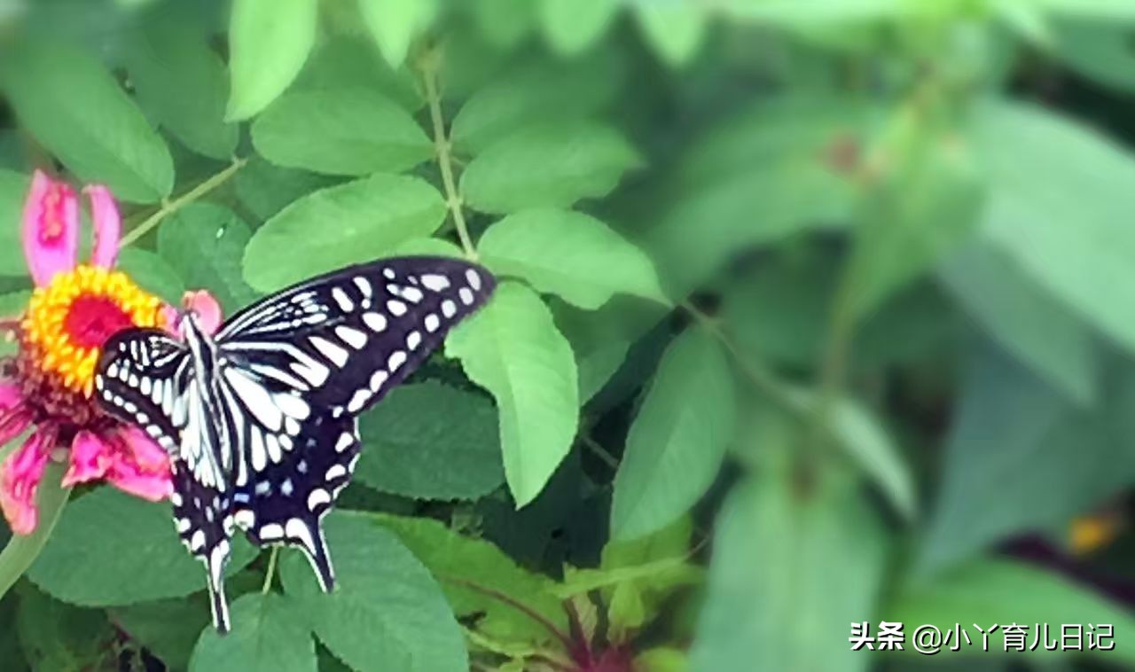 当孩子被人说难看,孩子被嘲笑丑怎么办