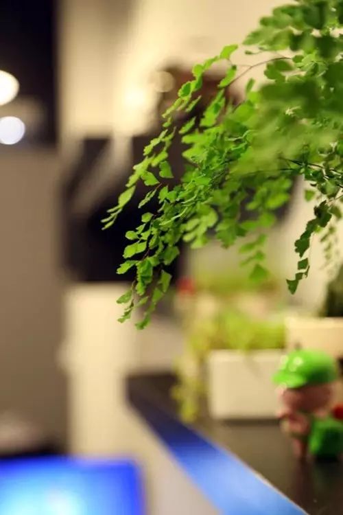 吸甲醛吸苯植物十大排行榜,什么绿色植物吸甲醛和苯