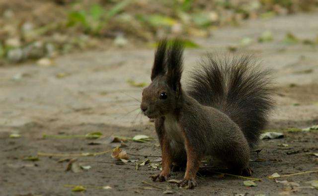 养了一只魔王松鼠的视频,养一只魔王松鼠