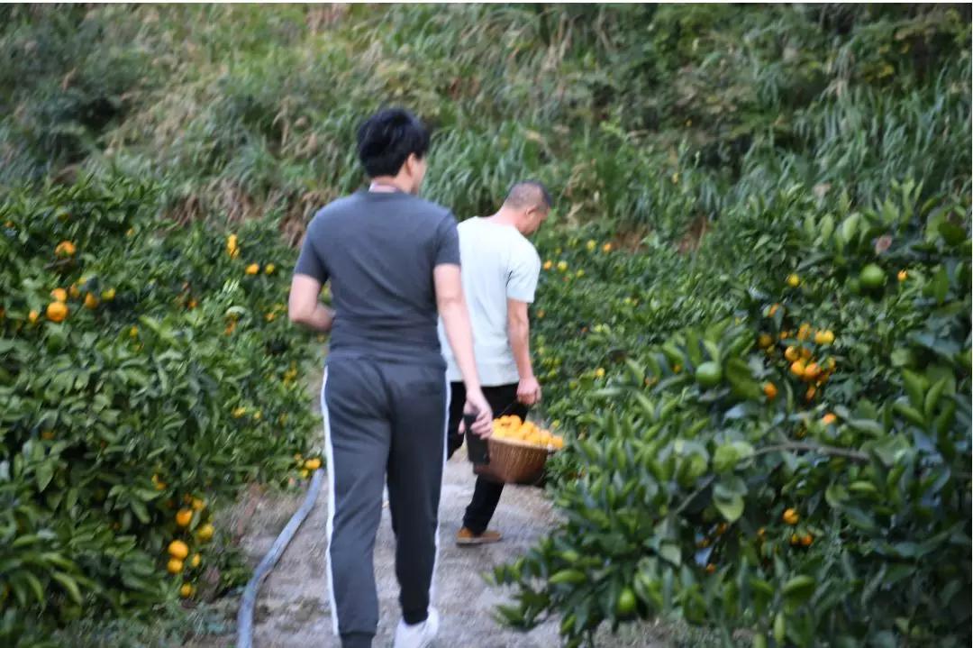 “blingbling”,黄得可爱的橘子可以从8月摘到来年2月!淳安中联村:临湖民宿处女地,甜甜蜜蜜看湖景