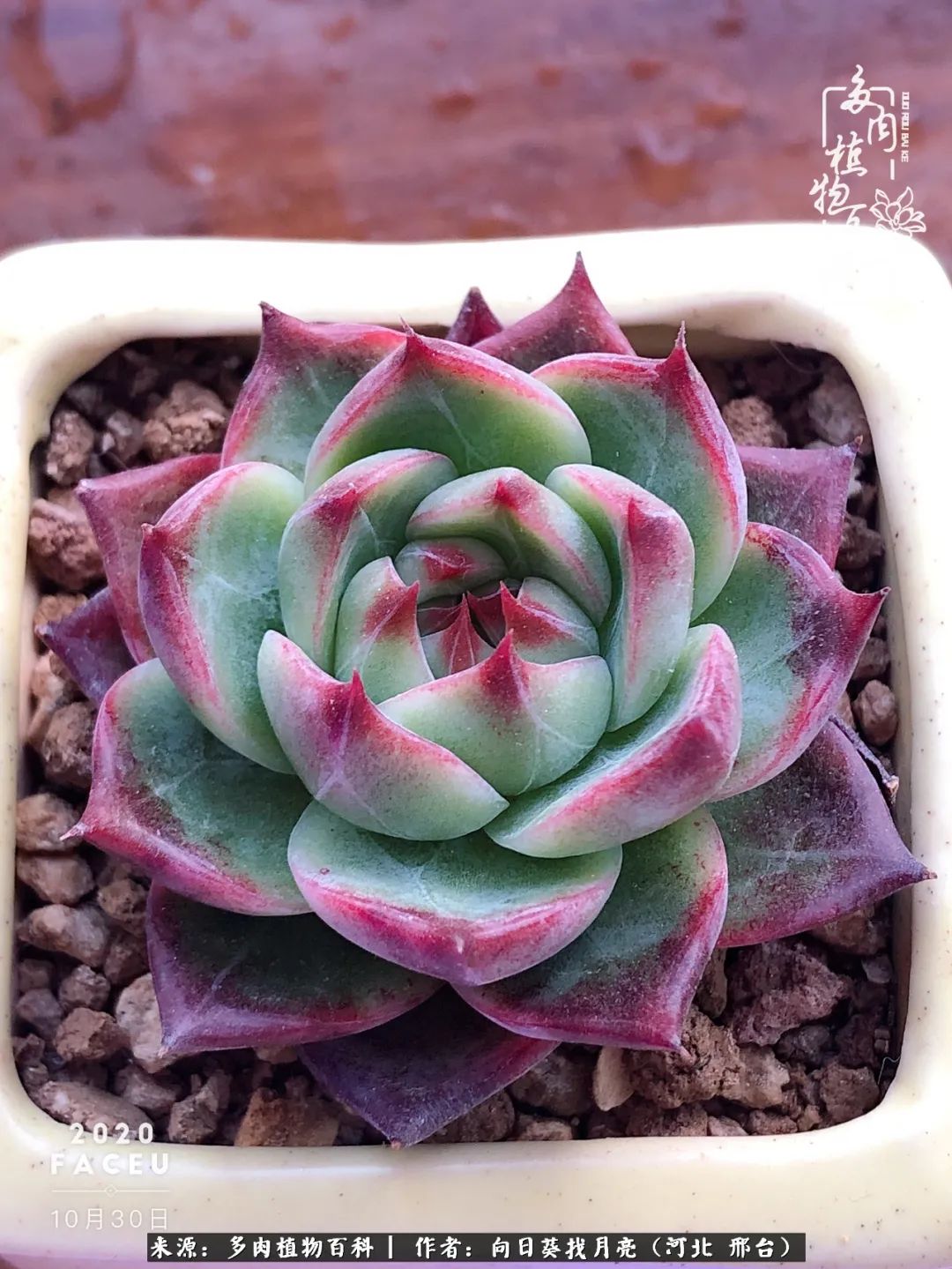 耐高温适合露养的多肉,冬日的露养多肉