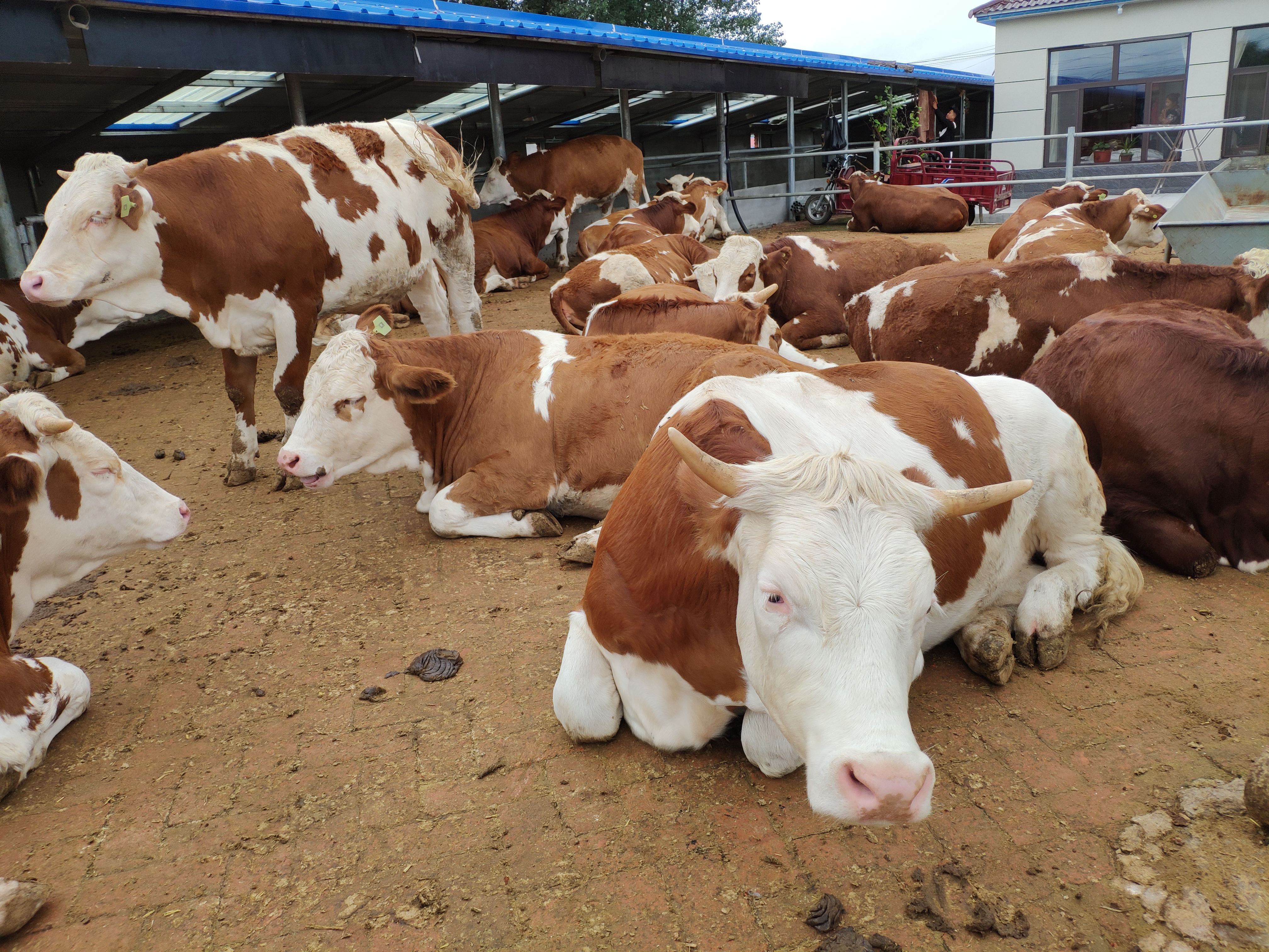养牛合作社的运作方法,养牛合作社怎么弄
