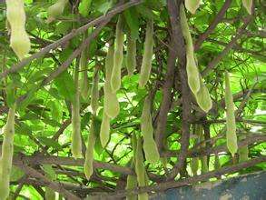 吃没煮熟的豆角一定会中毒吗,豆角不煮熟会中毒吗