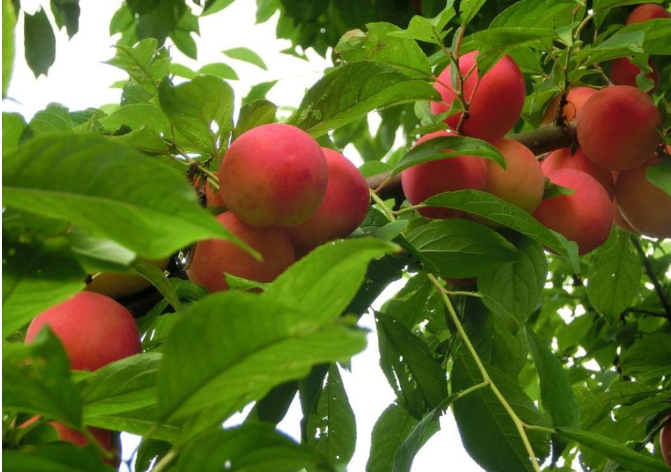 热死了，如何解决果树高温危害？这些措施少不了！