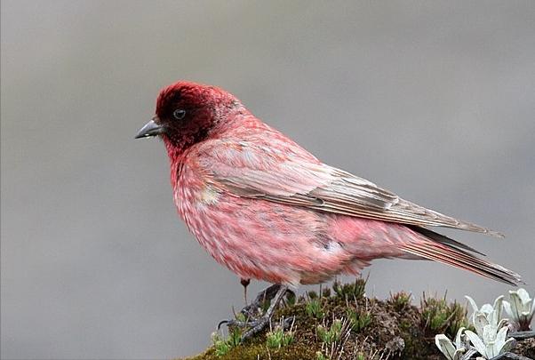 广东常见鸟类图谱和名称图文,东江揽胜鸟类