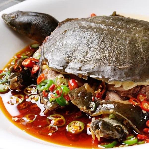 人工饲养的甲鱼能放生吗,人工饲养甲鱼多少钱一斤