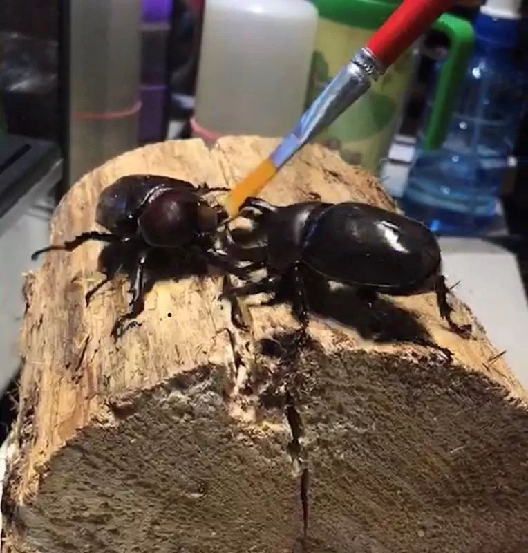 他从小玩爬虫，继承香港金鱼街“祖师爷”衣钵，靠卖爬虫配件发家