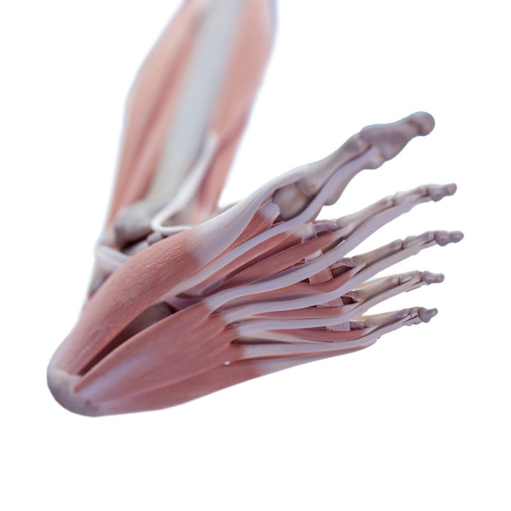 练习人体结构画法,人体腿结构画法