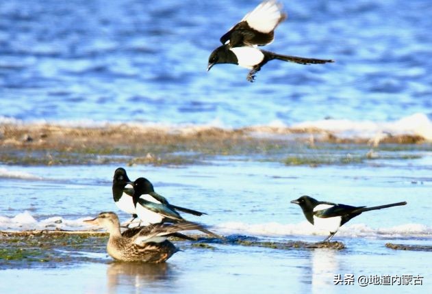 阿古拉湿地草原视频,阿古拉湿地有什么鸟