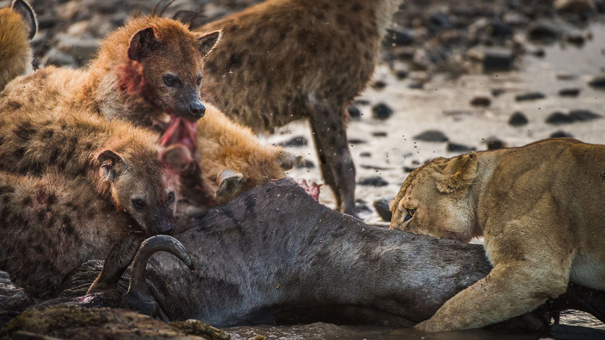 被误解的鬣狗,被误解最深的动物鬣狗