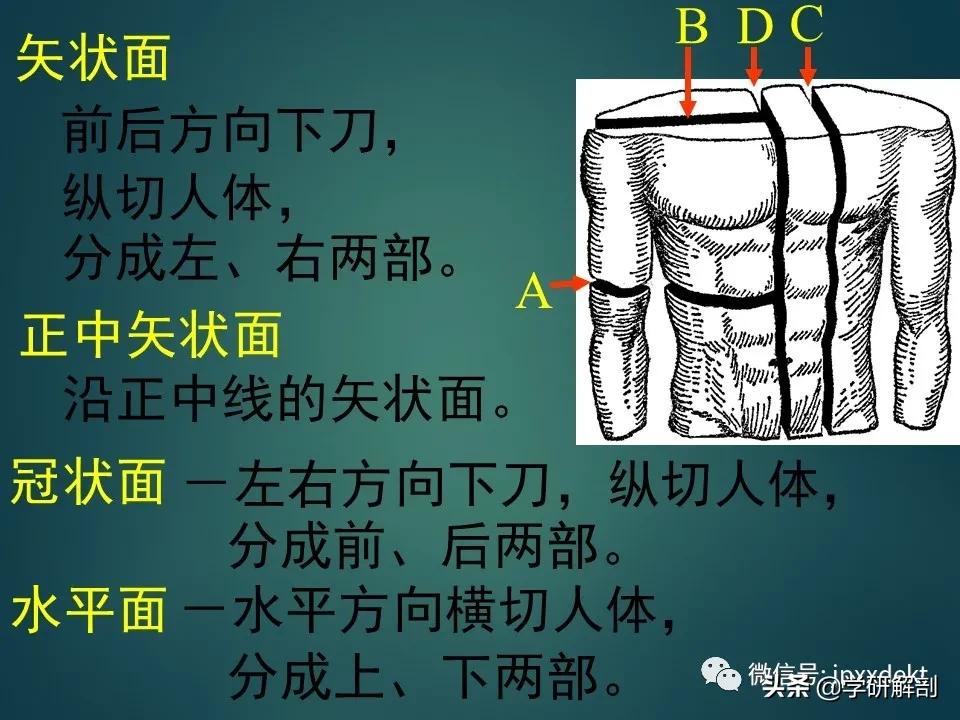 人体解剖学和系统解剖学,解剖学人体重要结构讲解