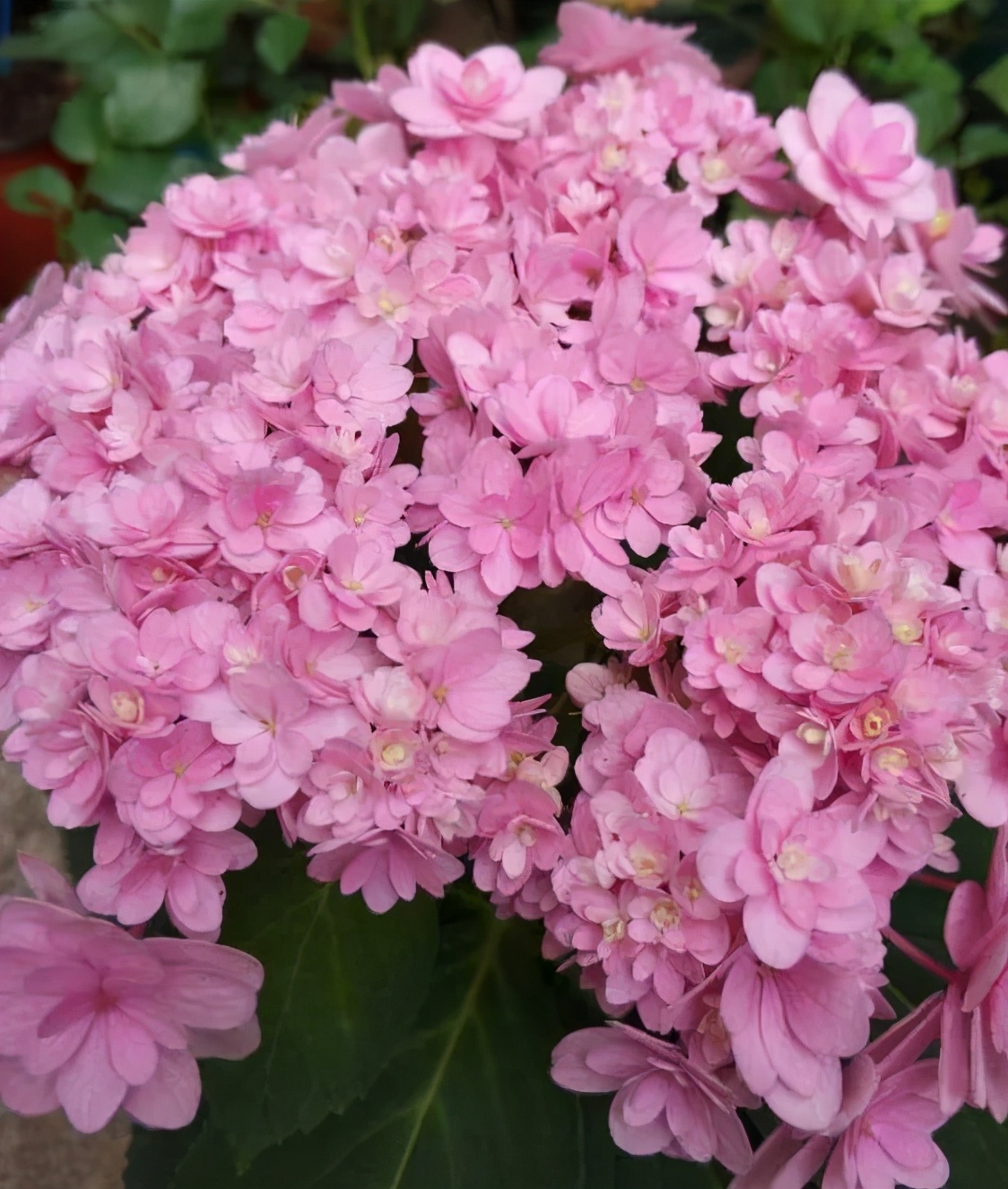 春季绣球叶子发皱怎么回事,夏季绣球老叶子都干枯怎么处理