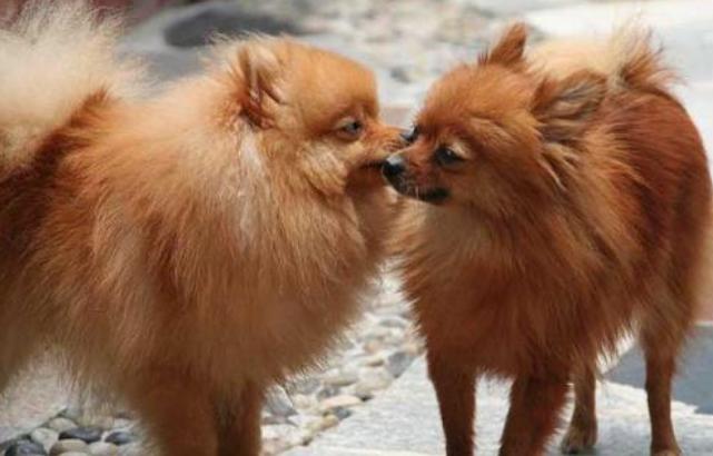 博美犬的5大缺点和不足,博美犬的5大缺点看完你还想养吗