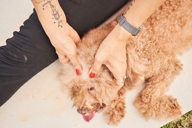 最流行的撸狗方法,学会这套撸狗的小方法