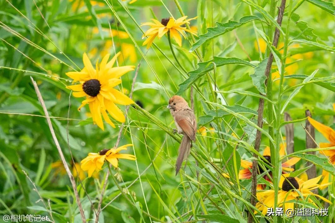 适马150-600s镜头评测,适马新镜头70-200