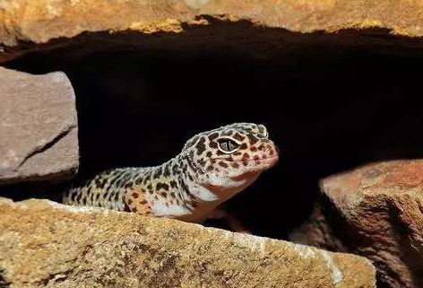 Eublepharismacularius豹纹守宫