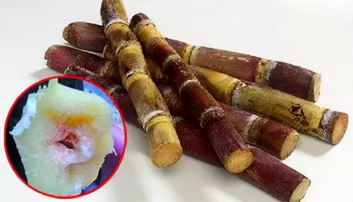 甘蔗末端出现红色丝状，是流血了吗？还是有毒的？