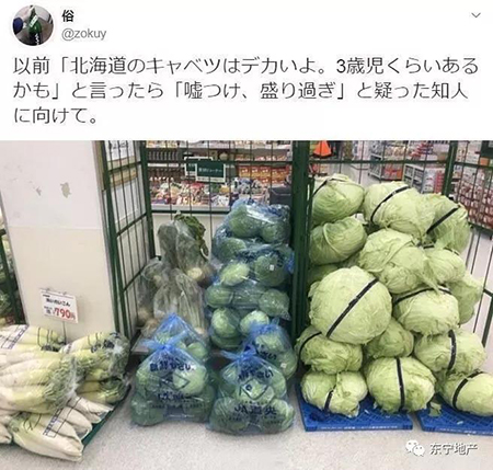 东北囤菜，日本一女子托运卷心菜，这都是什么骚操作？