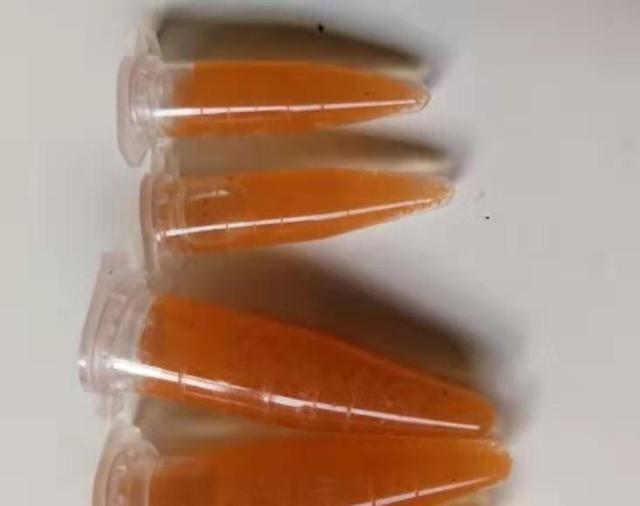 鱼饲料是给懒人用的，还原活食的老三样，回归观赏鱼的自然食谱